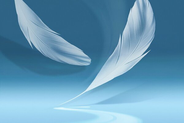 Two white feathers on a blue background