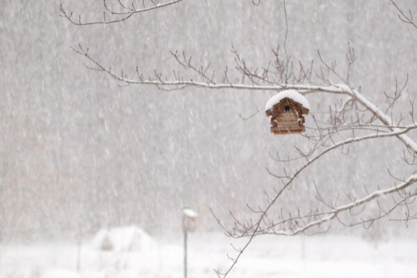 Ein Feeder hängt im verschneiten Winter an einem Baum