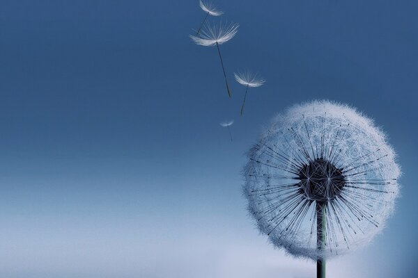 En el cielo vuelan las pelusas de diente de León