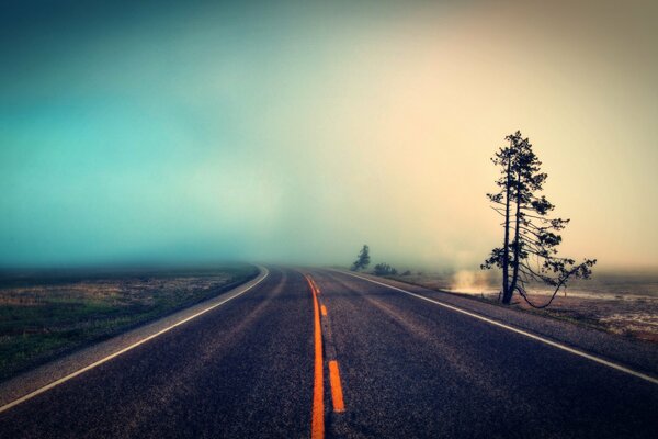 Foggy road. Lonely Tree