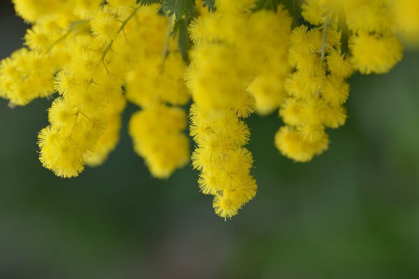 Gelbe Akazienblüten ähneln Hühnern