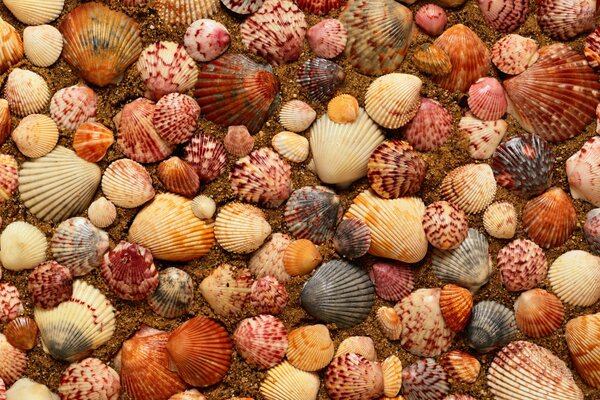 Wunderschön zerlegte Muscheln im Sand