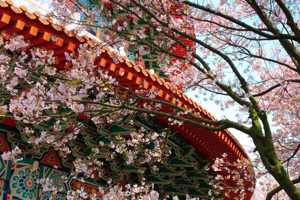 Schöne Sakura auf dem Hintergrund des Gebäudes