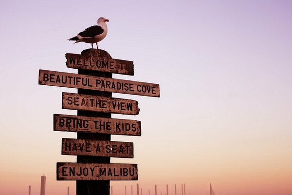 Oiseau assis sur un pilier avec des signes sur fond de coucher de soleil