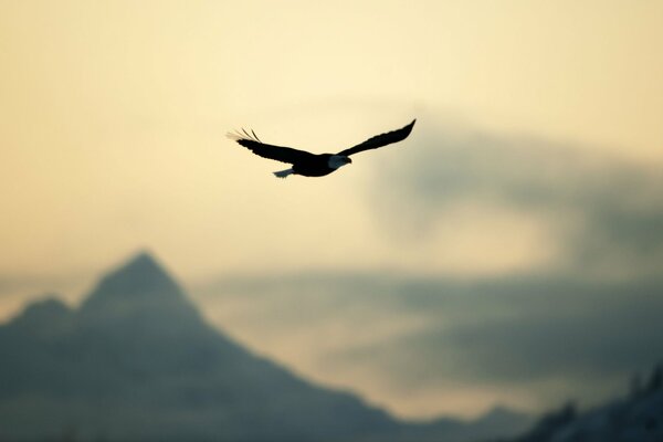 Ein Adler, der seine Flügel ausgebreitet hat, schwebt über den Gipfeln der Berge