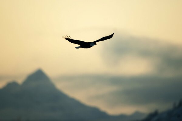 Aquila allargando le ali in bilico sulle cime delle montagne