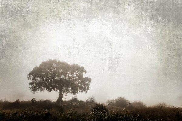 Photo of a tree in the processing of an old style