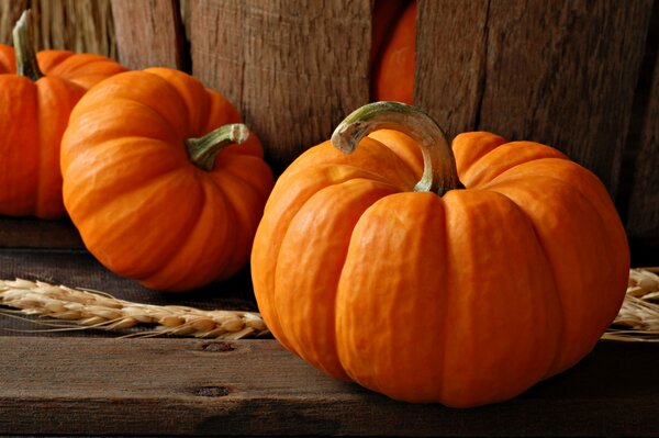 Llegó el otoño, la cosecha de calabaza