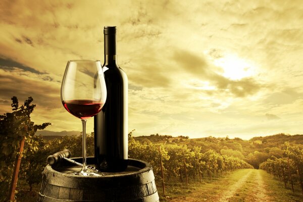 La bellezza del vino rosso coltivato sotto il sole