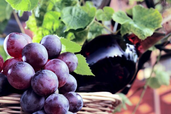 A bunch of grapes together with red wine in a bottle