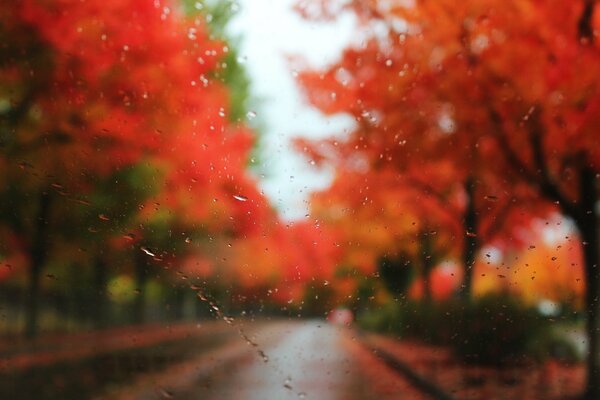 Regentropfen auf Glas auf dem Hintergrund der Herbstlandschaft