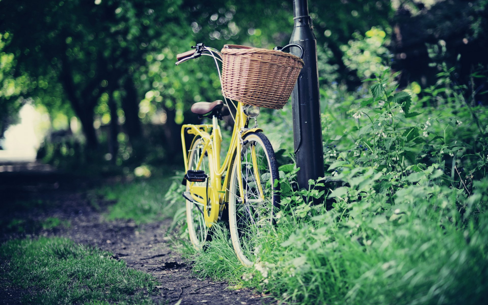 strada bicicletta parco