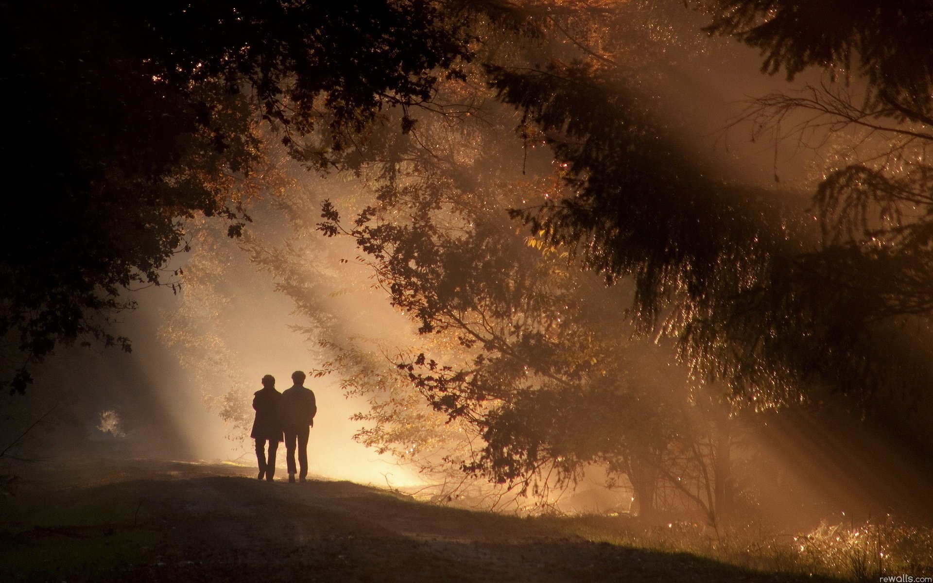 soir crépuscule forêt parc deux promenade