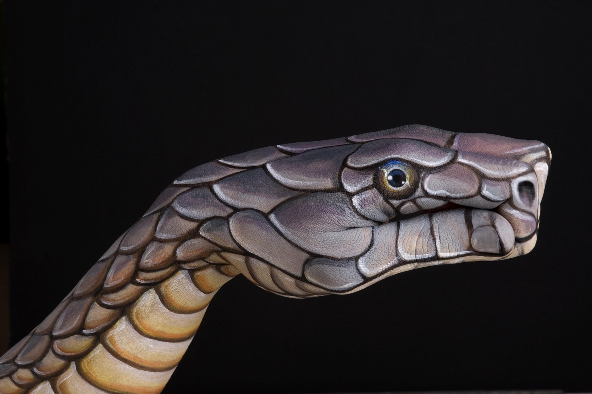 schlange handgefertigt kreativ italienisch künstler guido daniele guido daniel finger hand hintergrundbilder