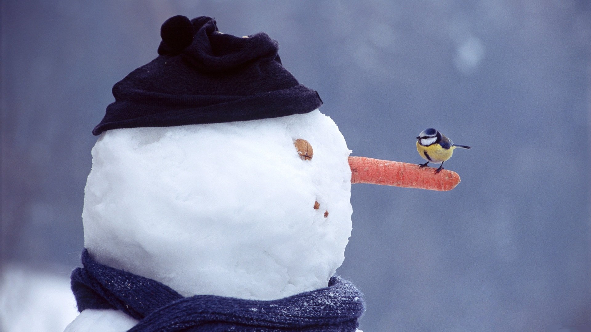 inverno neve pupazzo di neve occhi naso bocca carota noce cappello sciarpa tit si siede guarda