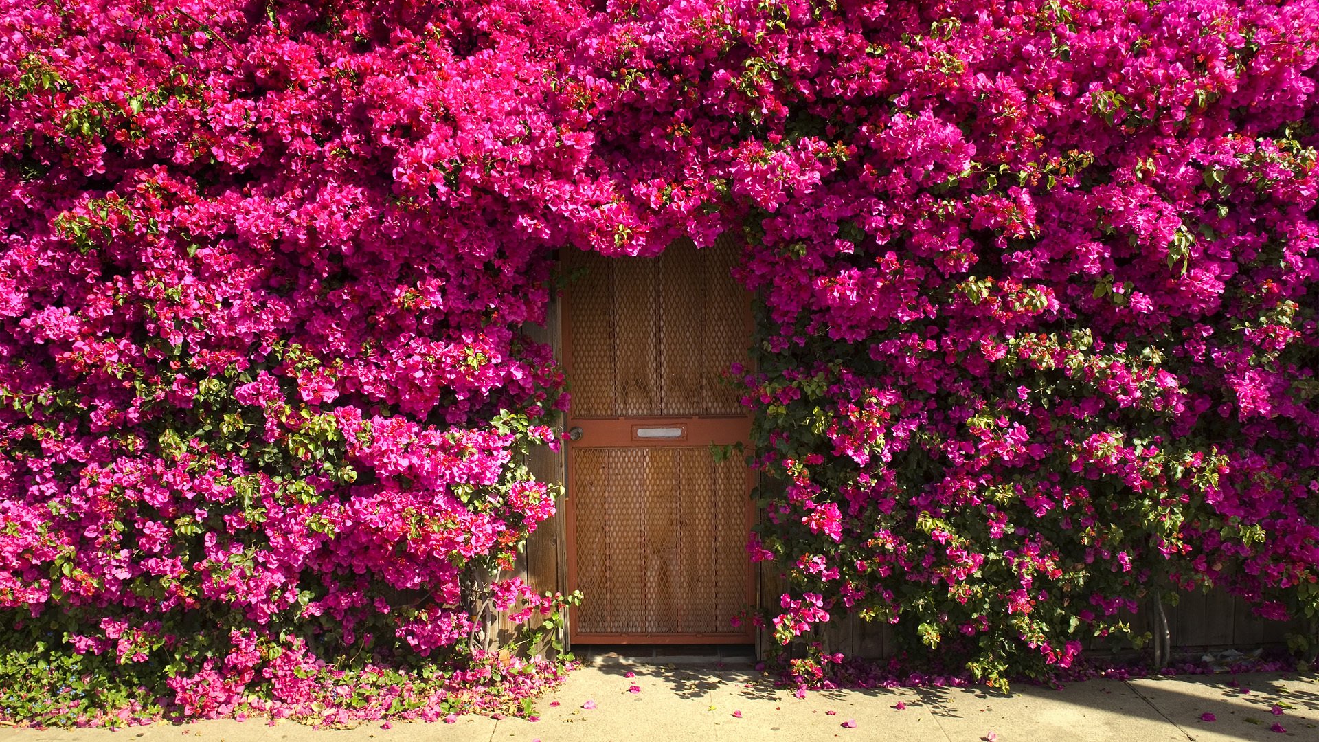 puertas entrada flores arbusto matorral