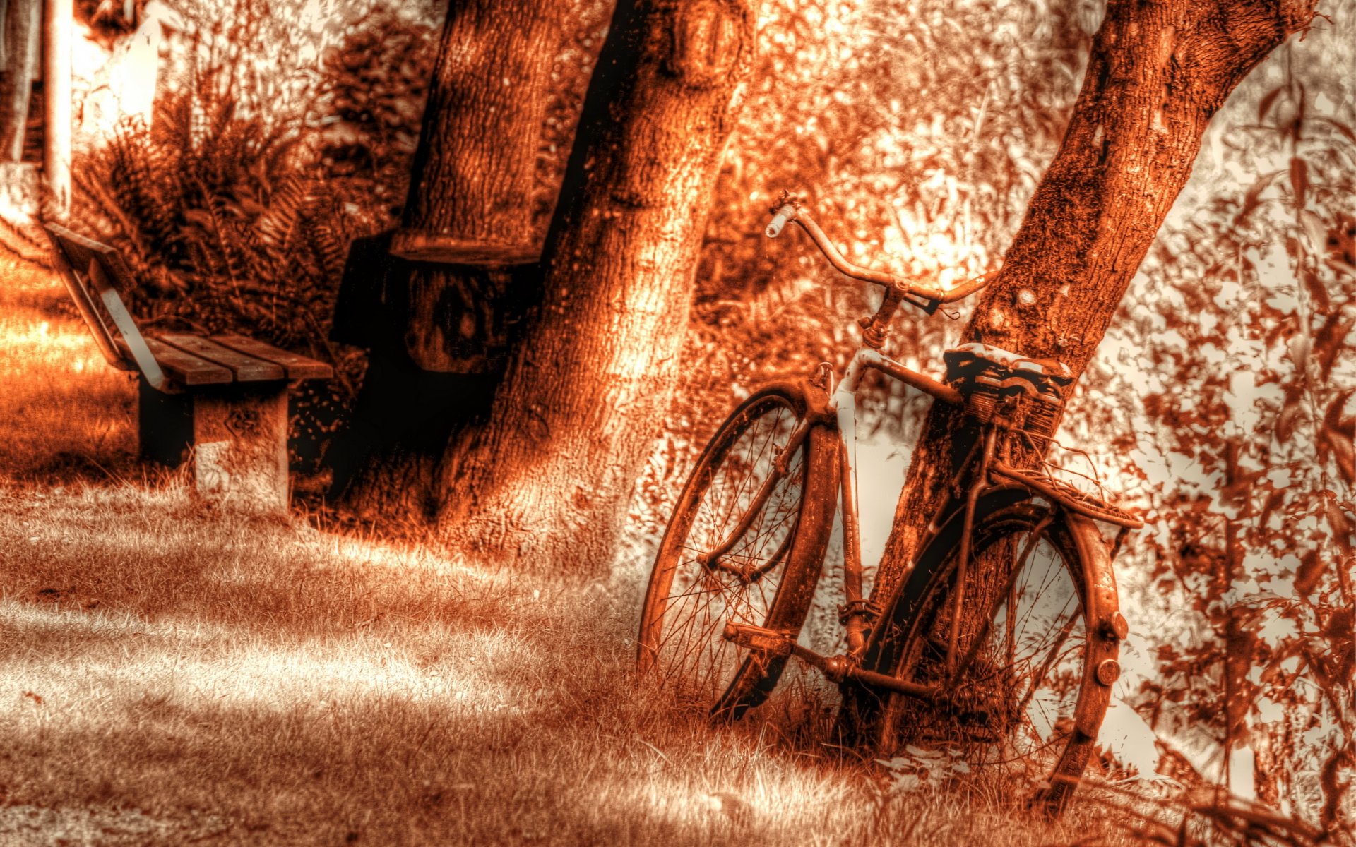 bike bench tree background texture