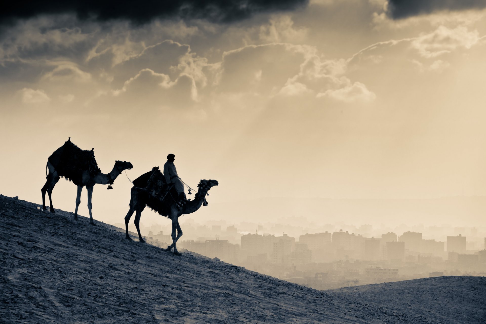 Поиск обоев арабский верблюд в разделе все категории.