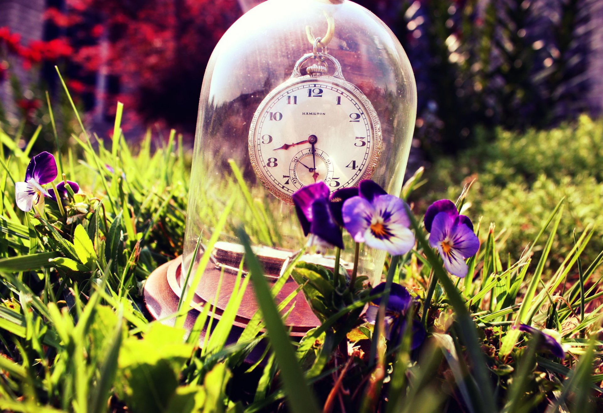 horloge verre pensées herbe été