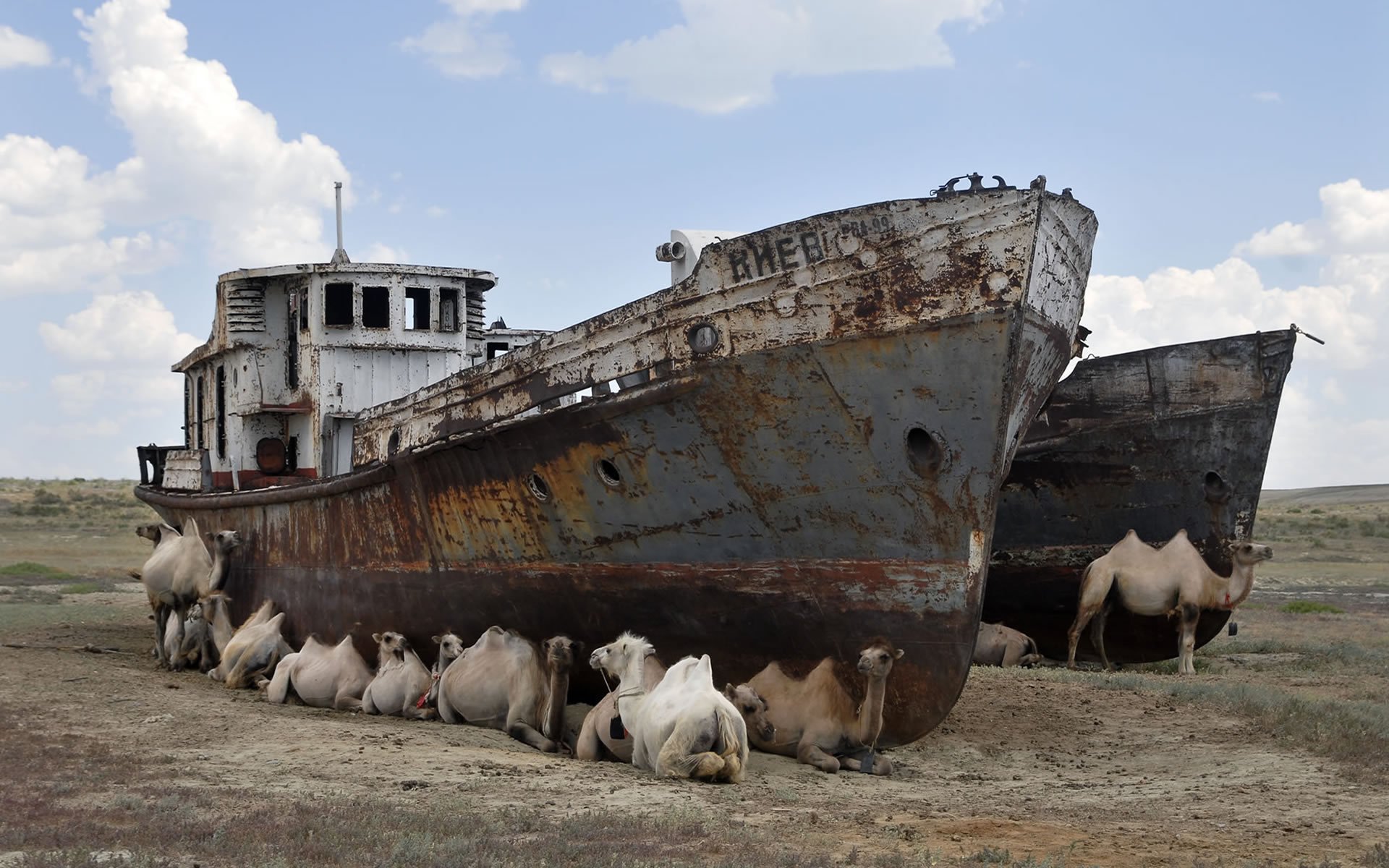 desert tugs camel