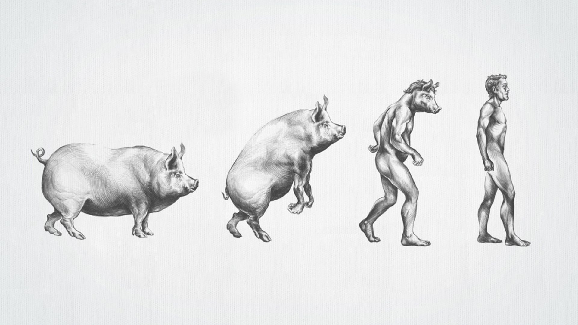 Эволюция человека в свинью