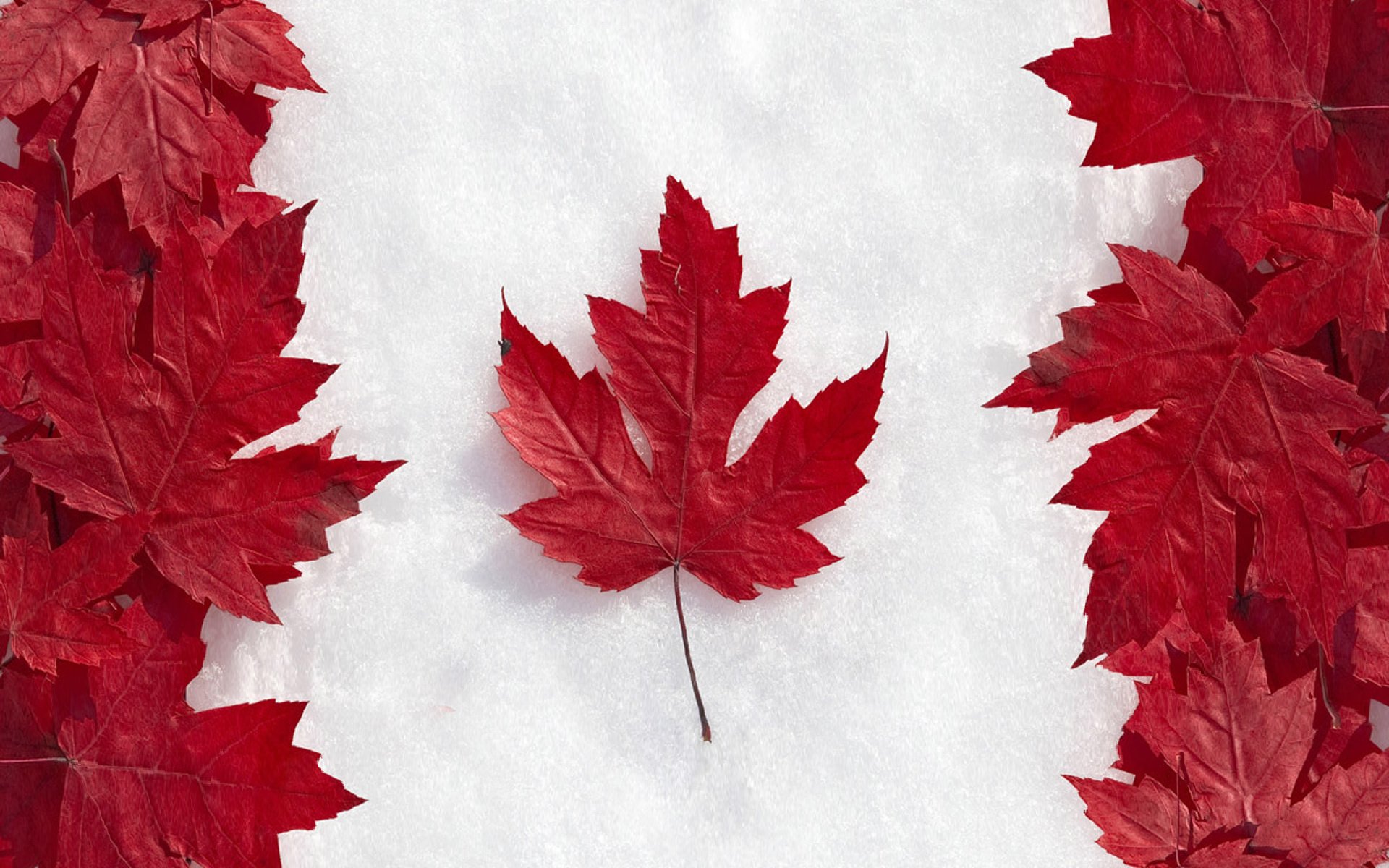 drapeau canada feuilles érable neige