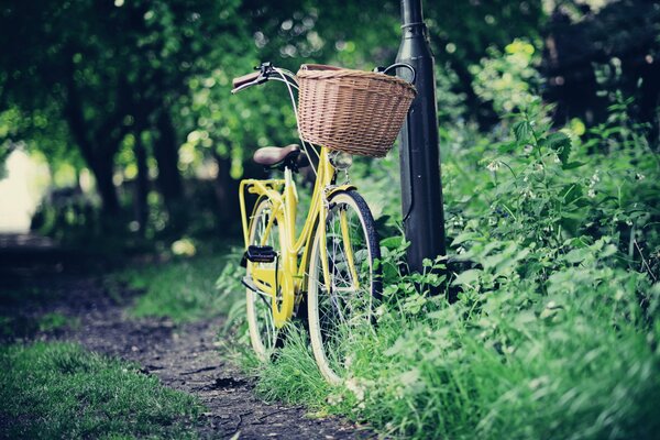 Fahrradfahren auf der Straße im Park