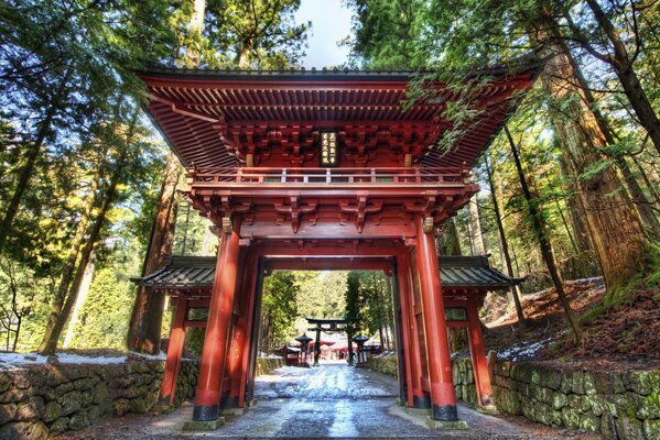 Beautiful Japanese spring forest