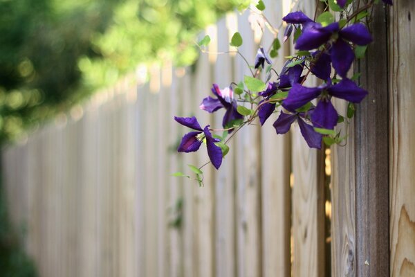 Purple flowers hanging on a wooden fence in the summer