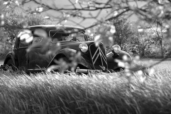 A car in a field on a black and white background