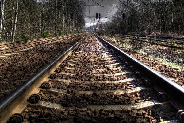 Schienen durch den Wald verlaufen