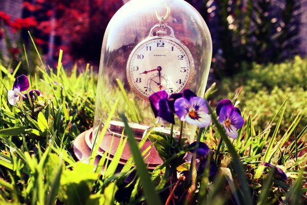 Orologio in un pallone trasparente tra erba e viole del pensiero