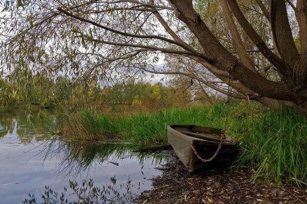 Barca legata ad un albero sul lago