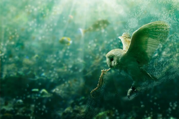 Art owl meets seahorse underwater