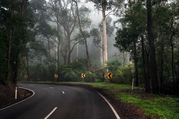 Camino en el bosque que gira a la izquierda