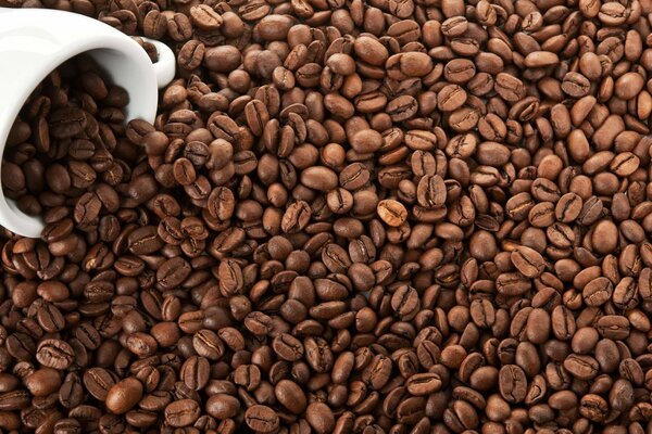 Coffee beans are scattered and a white cup in which the grains are collected