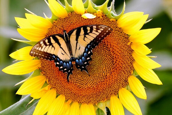 Ein Schmetterling sitzt auf einer Sonnenblume