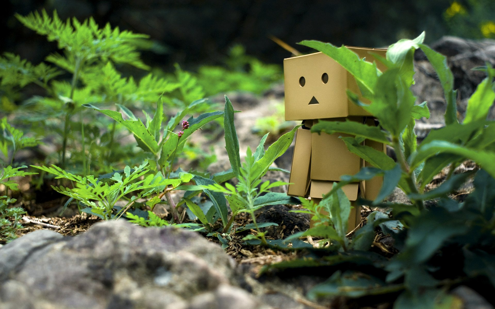 danbo boîte herbe pierres promenade