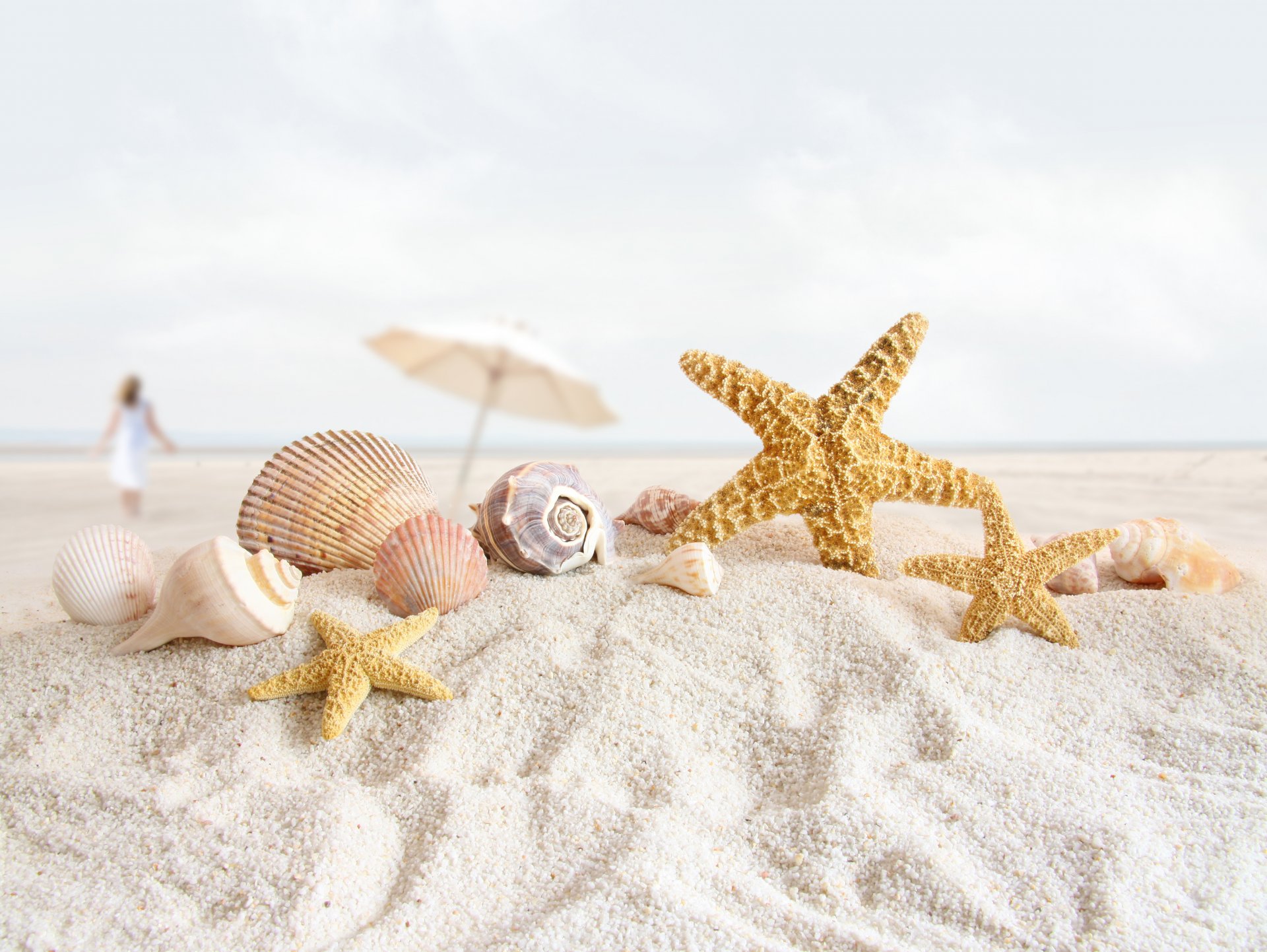 beach sand starfish shells shell