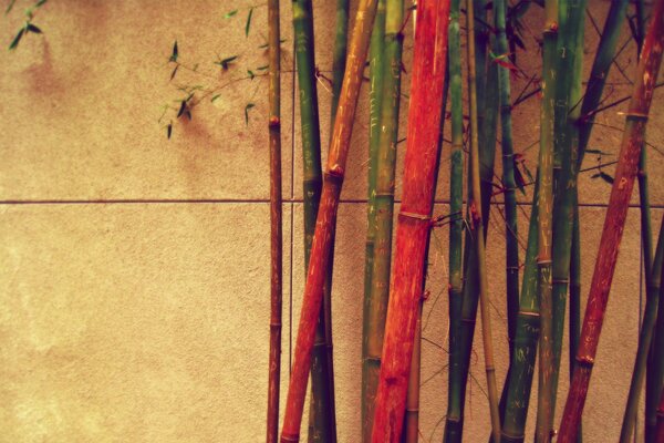 Bambus w różnych kolorach w pobliżu ściany