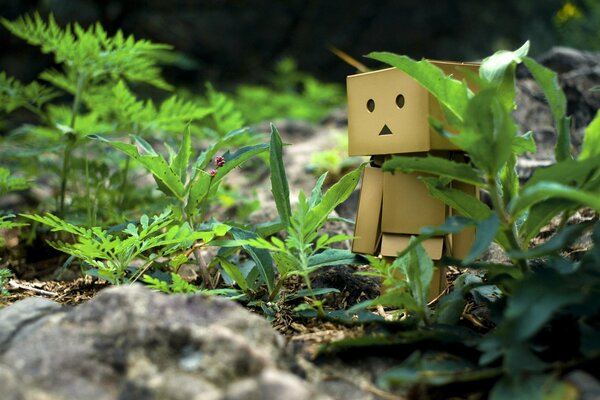 Titel danbo im Gras auf einem Spaziergang mit Steinen