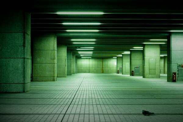 Pigeon solitaire dans un parking souterrain