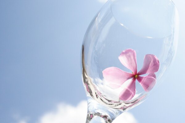 Himmelfarbenes Glas mit einem Bild einer Blume