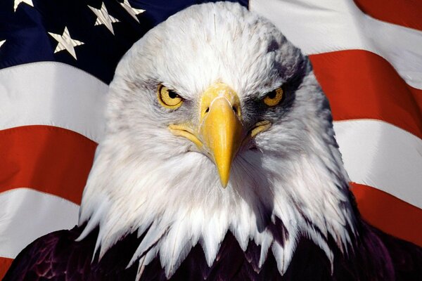 Eagle s head on the background of the American flag