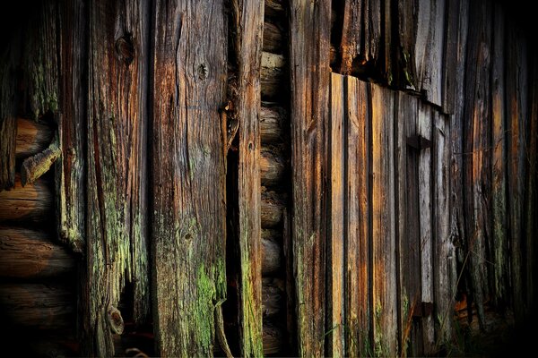 Muro di vecchio albero verde