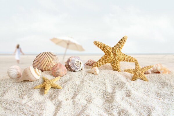 Sur le sable blanc de la plage au bord de la mer couché coquillages, coquillages et étoiles de mer