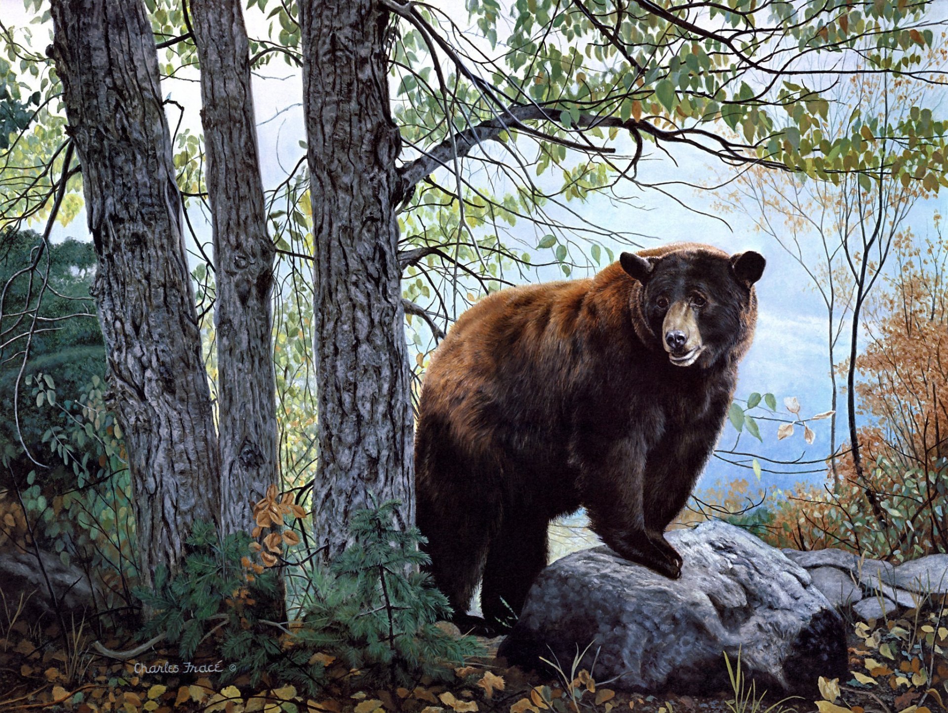 morgenuhr charles frace malerei bär wald natur braunbär