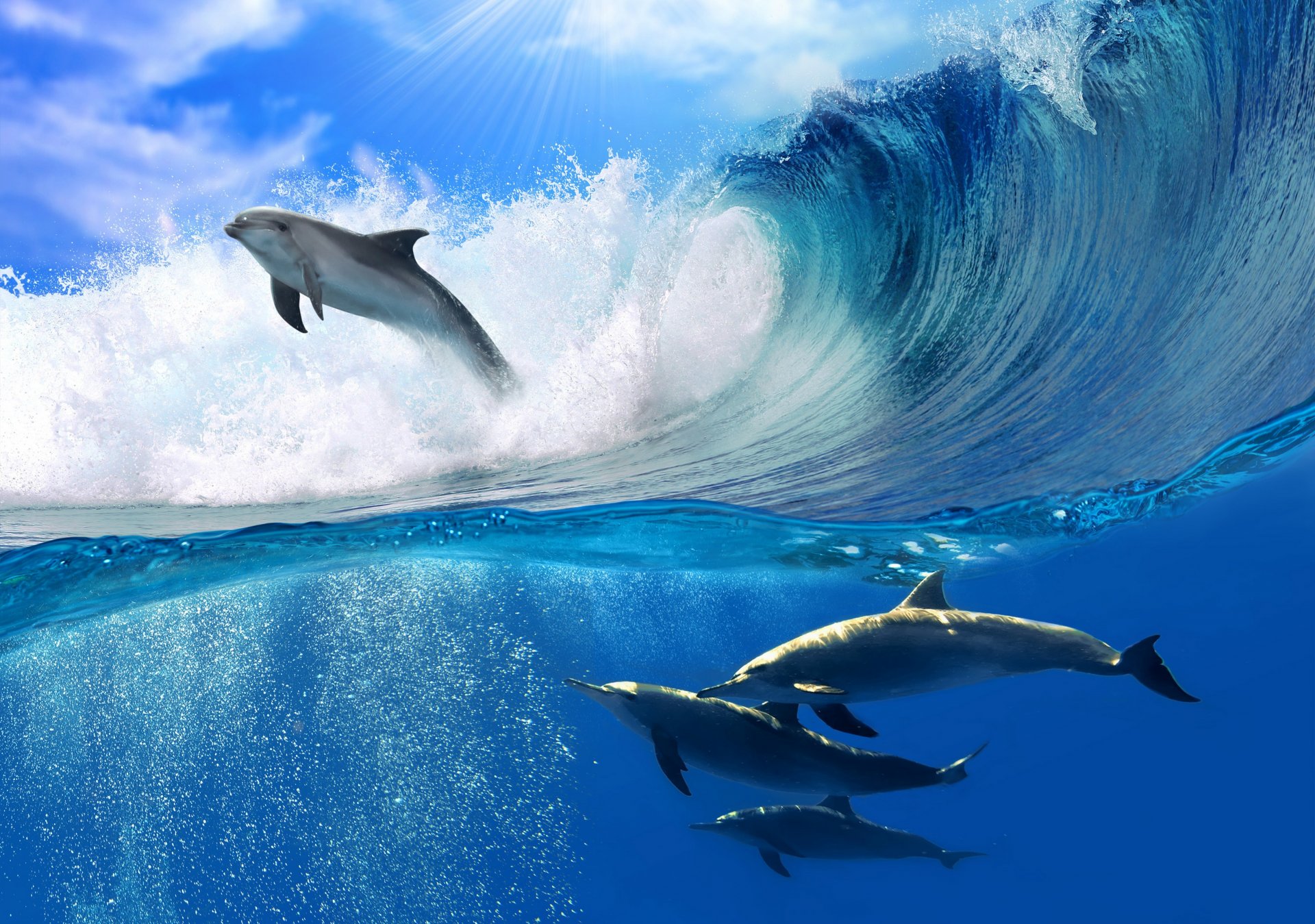 dolphins sea wave foam sun