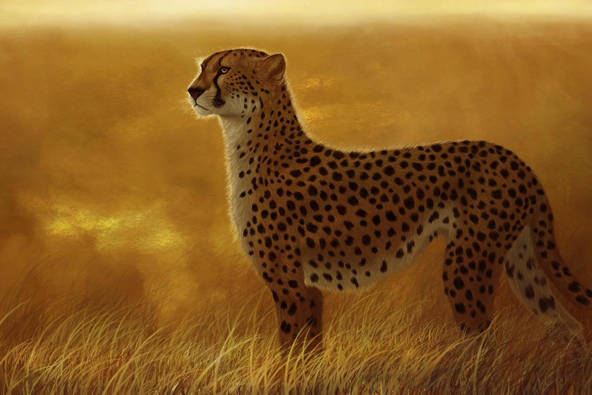 art cheetah predator cat wild grass savannah