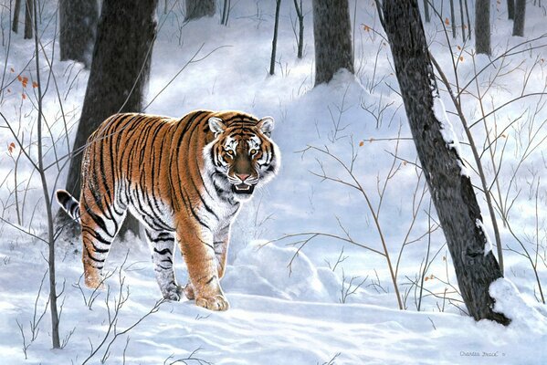 Der Tiger geht langsam durch den verschneiten Wald